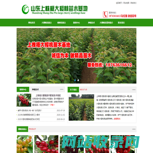 潍坊美早黄蜜布鲁克斯俄罗斯8号大樱桃树苗批发-安丘上株梧苗木基地