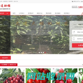 大连甜樱生态农业发展有限公司|大连甜樱|大连大樱桃树苗|大连甜樱生态农业