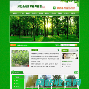 河北满城燕南苗木基地_专业供应白皮松、金叶榆、国槐、栾树、速生柳、垂柳