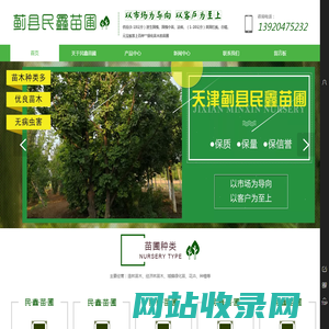 天津苗圃_苗木基地_速生国槐_美国红枫_法桐-民鑫苗圃
