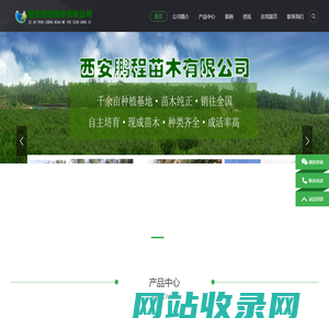 陕西白皮松价格-蓝田白皮松树苗-西安鹏程白皮松苗木基地-西安鹏程苗木有限公司