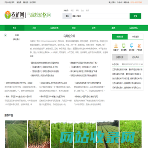 马尾松图片_马尾松价格_中国马尾松网-农苗网