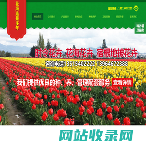 花海专用花卉|草花种子种苗|景观花海设计-青州市彦明花卉苗木种植专业合作社