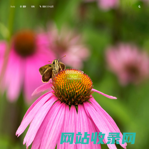 极光云 – 个人博客
