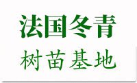 塔柏价格_批发_塔柏小苗基地