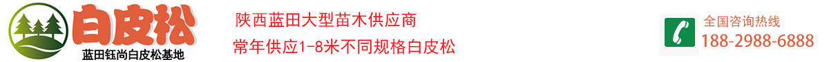 蓝田白皮松苗木基地-供应2米3米4米5米蓝田白皮松-陕西钰尚园林