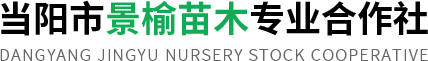 湖北容器香樟-湖北广玉兰-朴树-景榆苗木